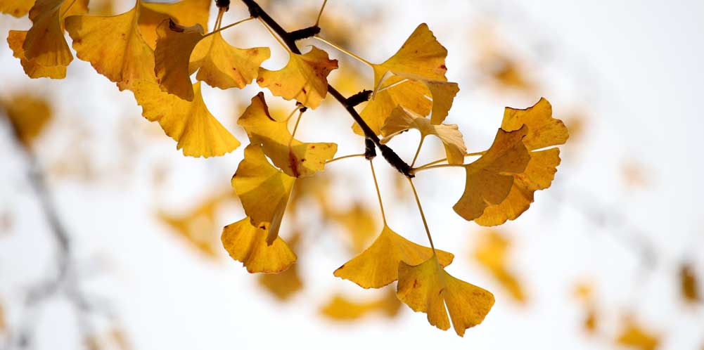 實(shí)拍青島不為人知的醉美銀杏道 你心動了嗎？