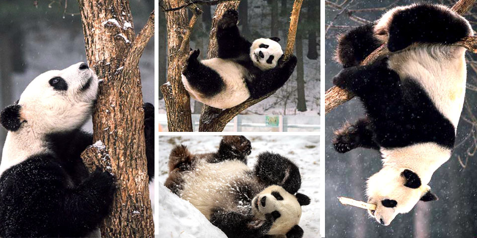 圖片故事：大熊貓東北過冬記 賣萌耍寶不亦樂乎