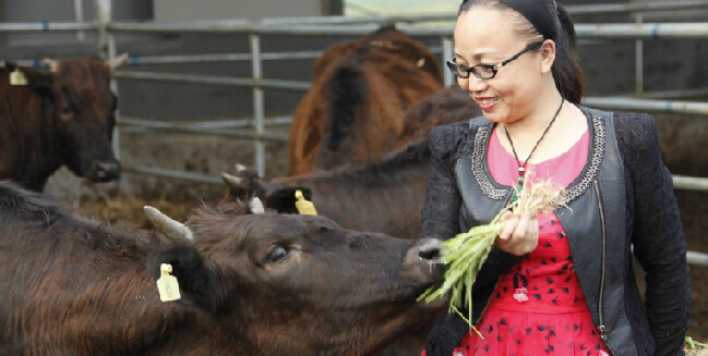 青農(nóng)大博士培育出克隆黑牛每斤可賣千元