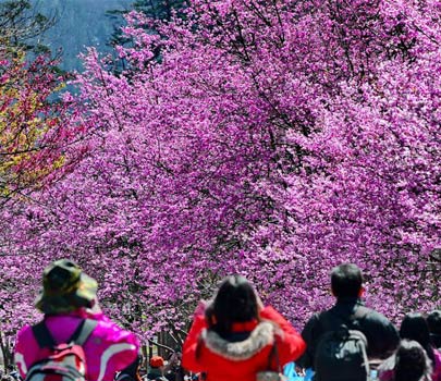 臺灣初春賞櫻花 美不勝收