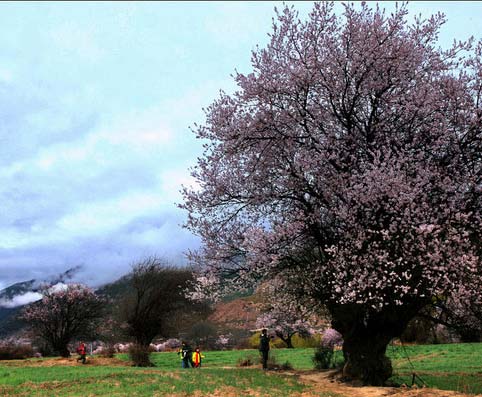 亦幻亦癡的藏南桃花源