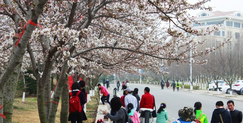 中國(guó)海洋大學(xué)群芳初綻 春色撩人