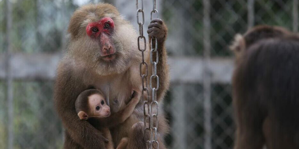 母親節(jié)特輯：動物界的母子情深