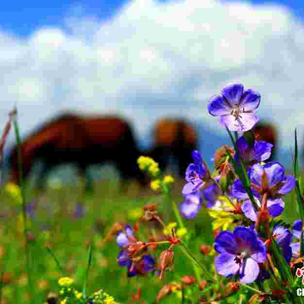 甘肅祁連山下草原花開正美宛如油畫