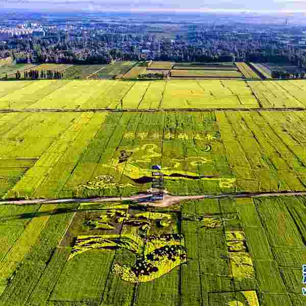 巨幅稻田畫亮相新疆伊犁 巨幅稻田畫亮相新疆伊犁