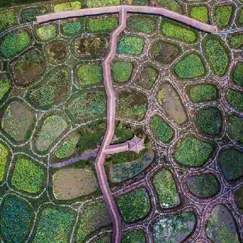 百畝“寶石”荷塘亮相江南水鄉(xiāng)