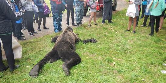 棕熊闖俄羅斯校園被擊斃 學(xué)生課間圍觀