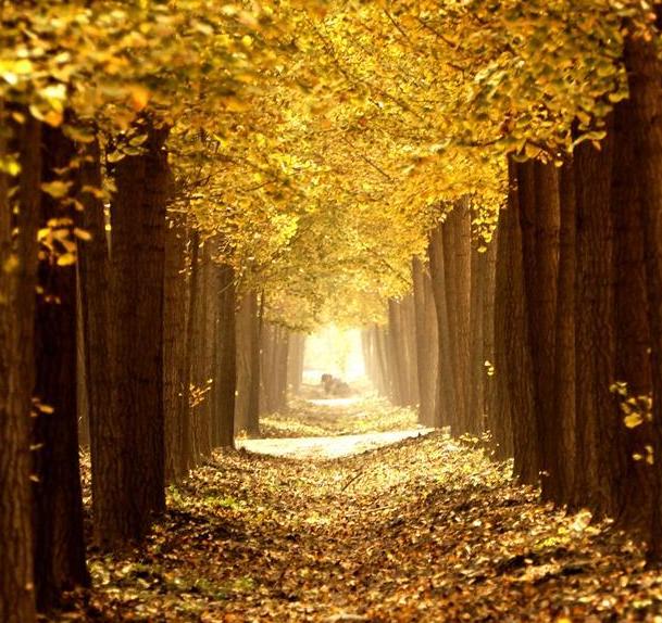 北京：深秋銀杏景如畫