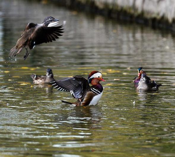 近百鴛鴦齊聚哈爾濱兆麟公園待南飛
