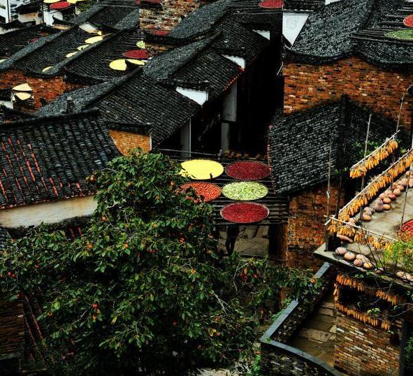 婺源千畝花海盛開 悠然曬秋菊