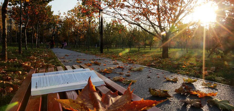 初冬的大學(xué)校園五彩斑斕 美如畫