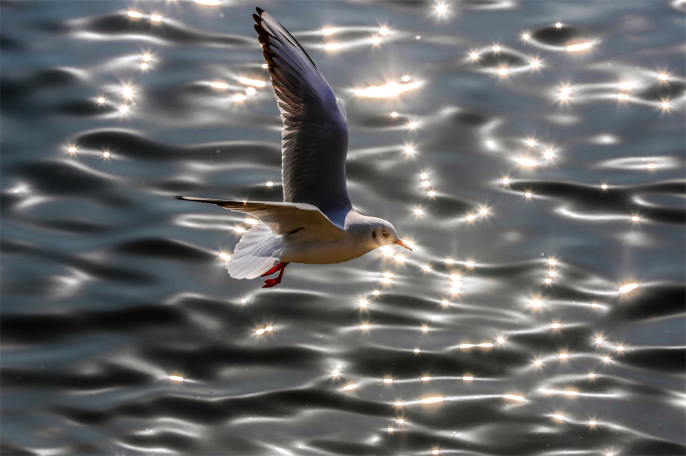 冬日前海美景如畫 海鷗展翅長空翱翔