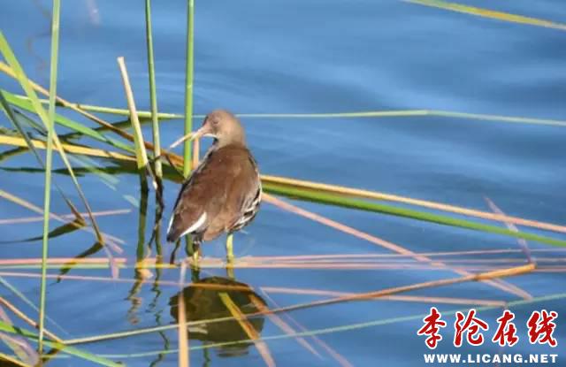 7.jpg - 文件大小34.3KB, 點(diǎn)擊數(shù)量: 1 (點(diǎn)擊縮略圖放大查看)