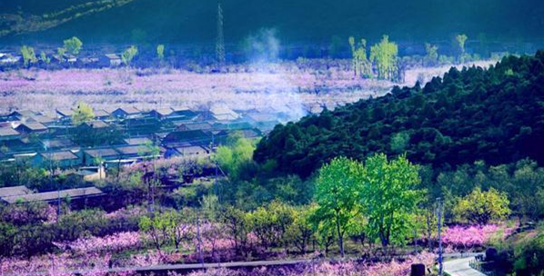 春天賞花｜灼灼桃花開 片片芳菲雨