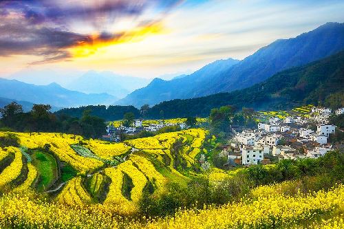 8大理由 去看婺源“江嶺”的油菜花海 8大理由 去看婺源“江嶺”的油菜花海