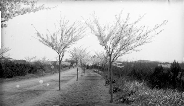 老照片：1910年青島的櫻花街道