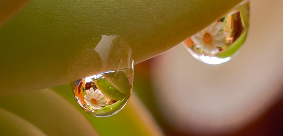 換個姿勢邂逅春色 水珠里的花兒您見過嗎