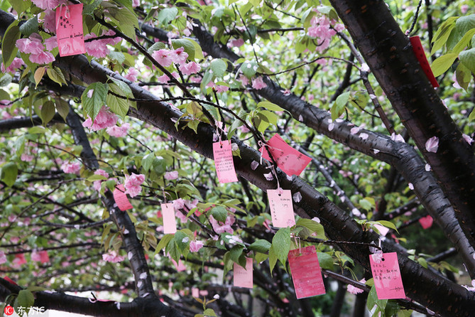 櫻花樹成“許愿樹”，掛滿高三生心愿