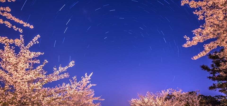 如夢(mèng)似幻！實(shí)拍青島中山公園星軌下的晨櫻