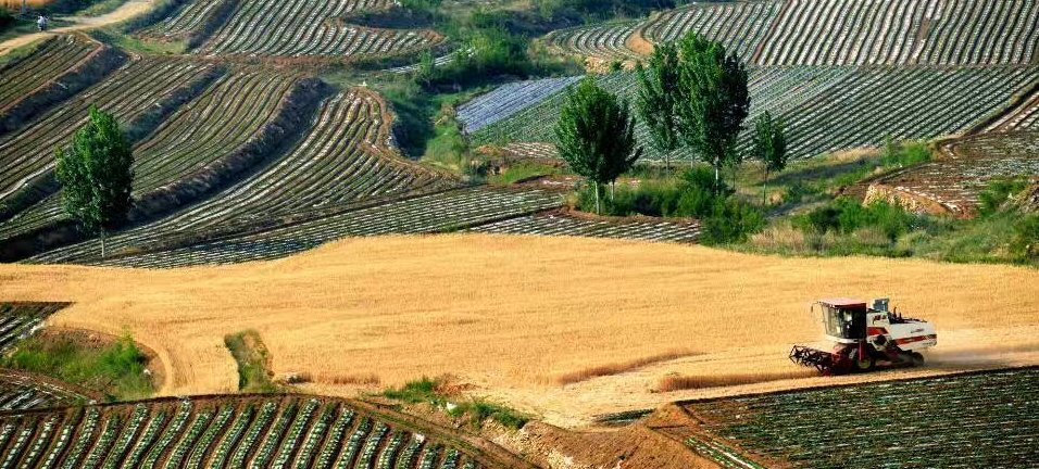 風(fēng)吹麥浪唱豐收：實(shí)拍平度麥?zhǔn)照鸷硤鼍? title=