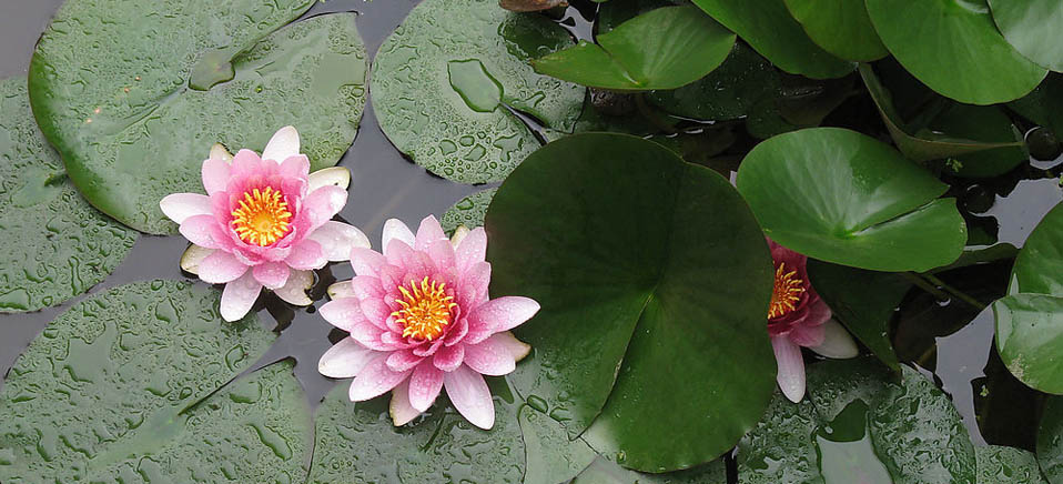 【圖刊】盛夏已至