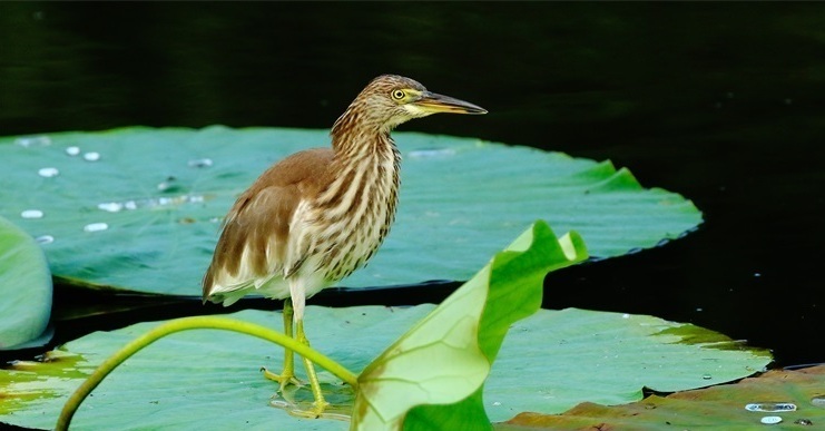 中山公園迎來稀客 池鷺歡歌起舞扮靚盛夏