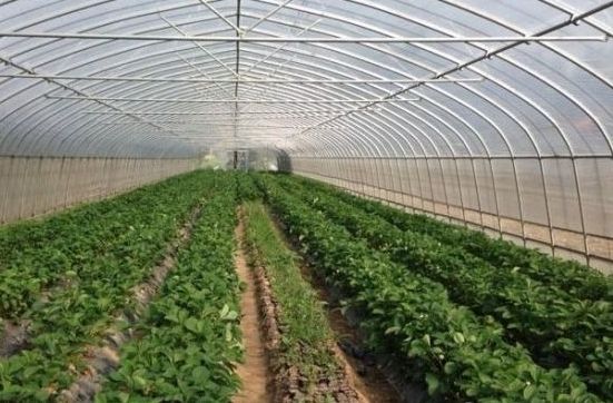 東閣街道古村貧困戶劉世遠(yuǎn)脫貧致富側(cè)記