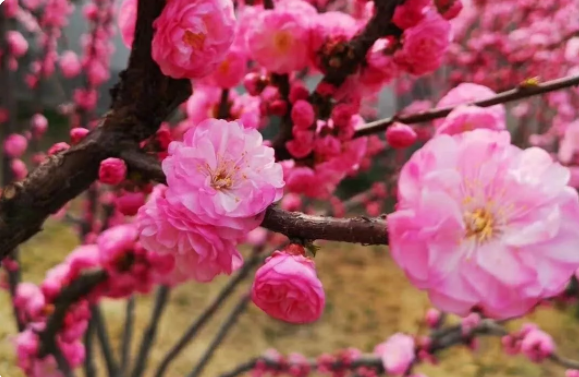 春季百花盛开,沧口公园正散发着阵阵芬芳,游客们络绎不绝得游览春日