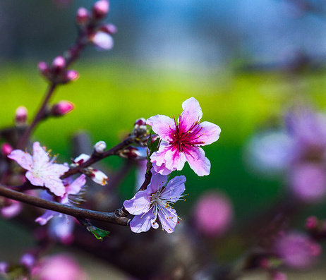無(wú)錫陽(yáng)山，在那桃花盛開(kāi)的地方