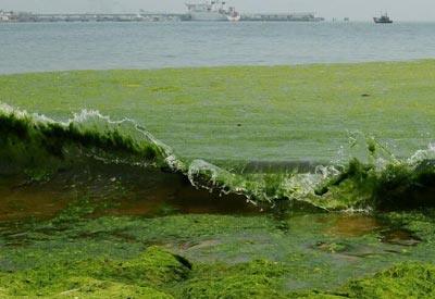 滸苔登陸青島海灘 滸苔登陸青島海灘