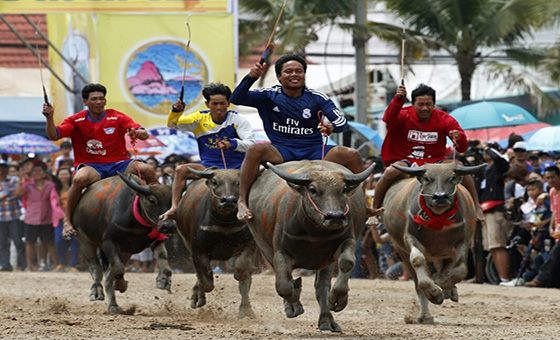 泰國騎水牛大賽 “皇馬巨星”領銜