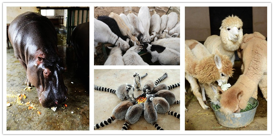 青島森林野生動物世界 排排坐搶吃“臘八粥”