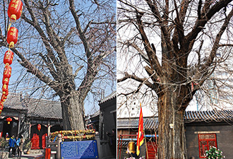 神秘老者道破海云庵古樹玄機