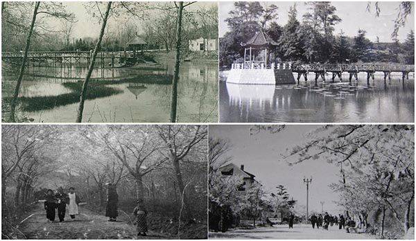 中山公園老照片系列：60年代游人結(jié)伴賞花