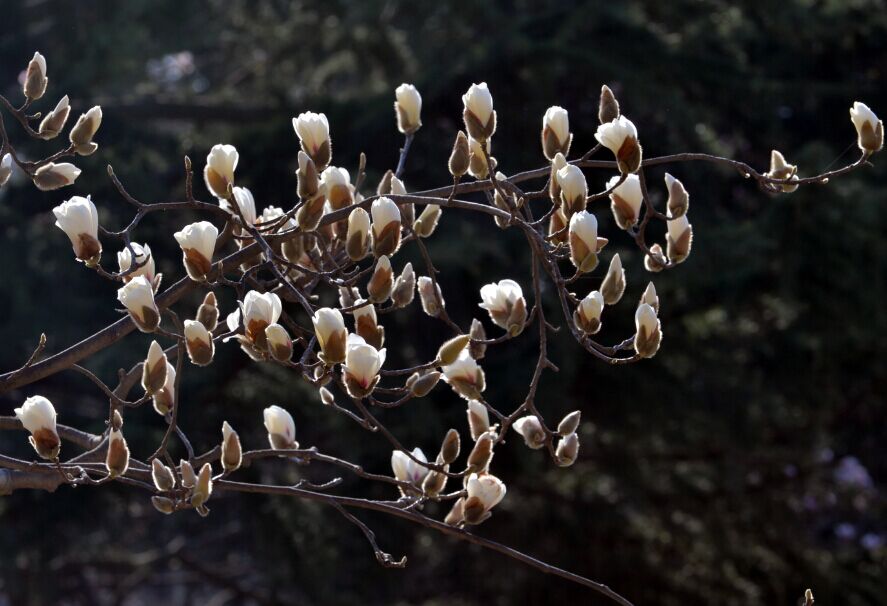 中山公園玉蘭搖曳生姿 枝頭待放