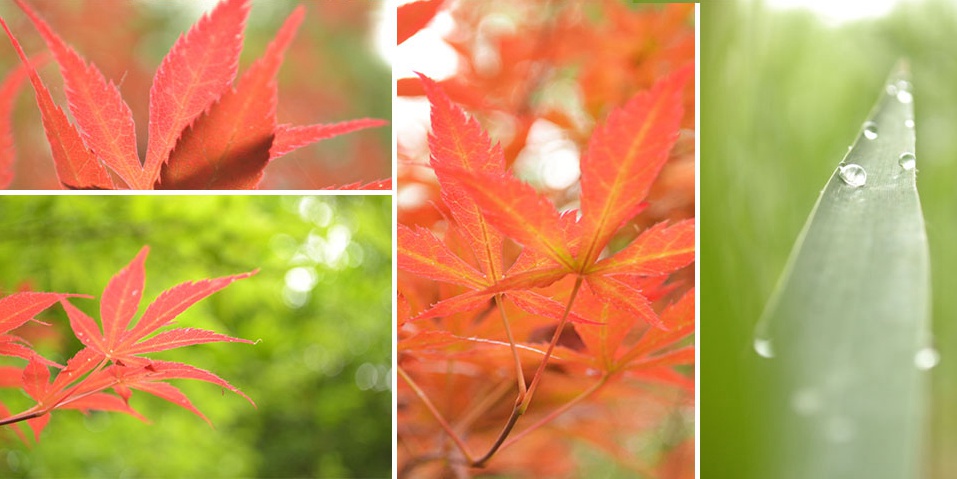 攝影控·秋分:風(fēng)清露冷秋期半 一樹紅葉燒