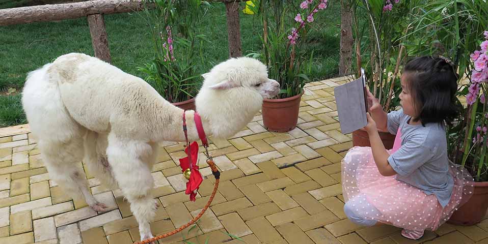 盤點(diǎn)世園會(huì)里的“萌物”