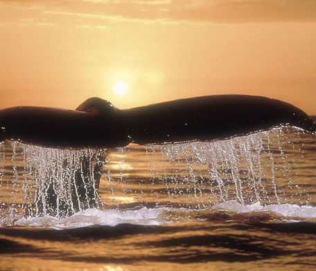 最美風(fēng)景在路上:玩轉(zhuǎn)純凈新西蘭攻略 爸爸2最后一站新西蘭 最美風(fēng)景在路上