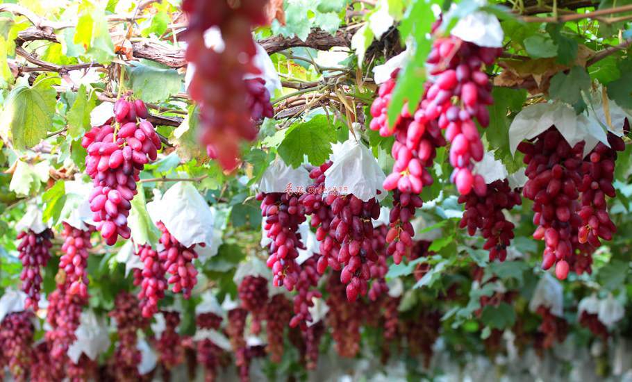 大澤山葡萄產于山東省平度市大澤山鎮(zhèn)，是山東省著名特產之一，品質優(yōu)良，穗大粒飽，色澤鮮艷，皮薄肉嫩，口味宜人。