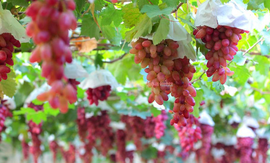 大澤山葡萄產于山東省平度市大澤山鎮(zhèn)，是山東省著名特產之一，品質優(yōu)良，穗大粒飽，色澤鮮艷，皮薄肉嫩，口味宜人。