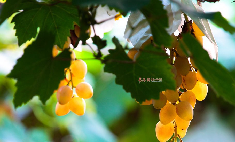大澤山葡萄產于山東省平度市大澤山鎮(zhèn)，是山東省著名特產之一，品質優(yōu)良，穗大粒飽，色澤鮮艷，皮薄肉嫩，口味宜人。
