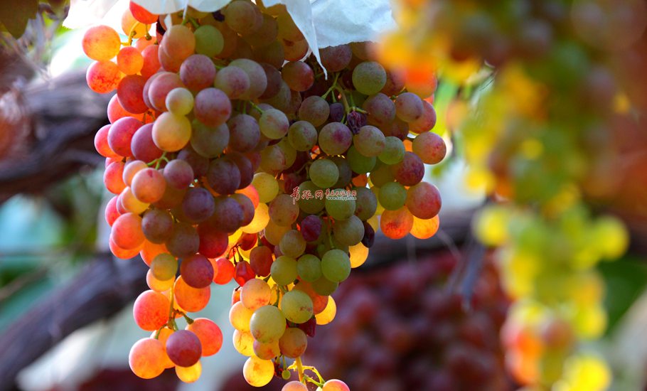 大澤山葡萄產于山東省平度市大澤山鎮(zhèn)，是山東省著名特產之一，品質優(yōu)良，穗大粒飽，色澤鮮艷，皮薄肉嫩，口味宜人。