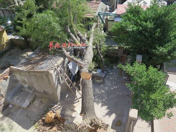 青島 大風(fēng) 大風(fēng)降溫 陣風(fēng) 8級 市南區(qū) 百年老樹 直徑 剪枝