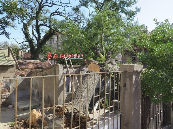 青島 大風(fēng) 大風(fēng)降溫 陣風(fēng) 8級 市南區(qū) 百年老樹 直徑 剪枝