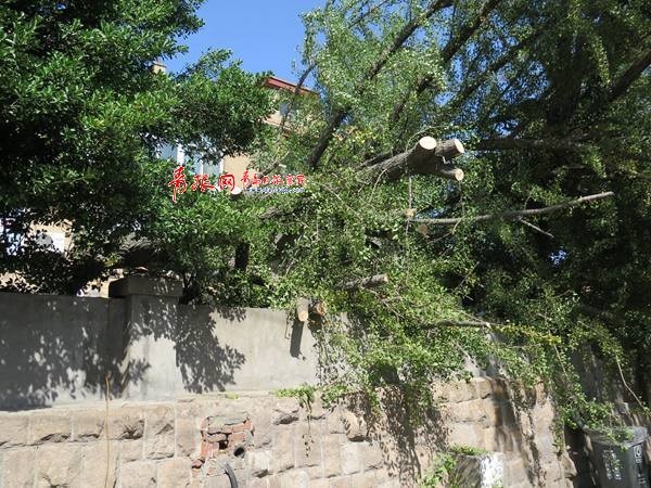 青島 大風(fēng) 大風(fēng)降溫 陣風(fēng) 8級(jí) 市南區(qū) 百年老樹(shù) 直徑 剪枝