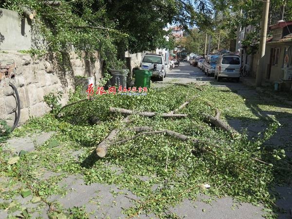 青島 大風(fēng) 大風(fēng)降溫 陣風(fēng) 8級(jí) 市南區(qū) 百年老樹(shù) 直徑 剪枝