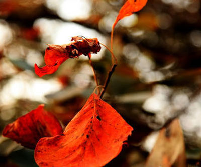 披一件五彩的外衣 京郊賞紅五大目的地