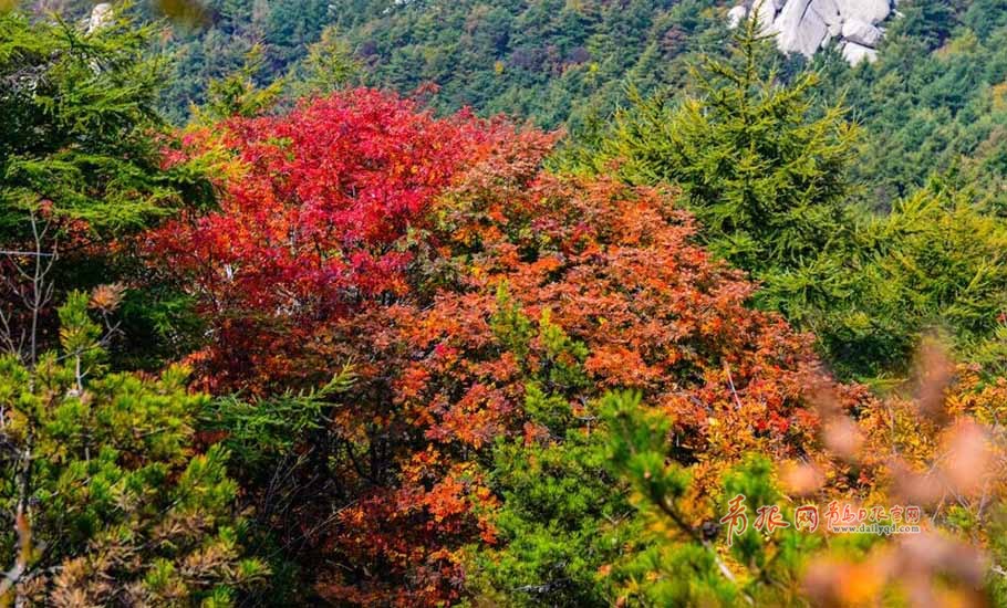 寒露過后，秋意更濃，十月巨峰，少了些霧靄，多了些明朗。登臨頂峰，放目遠(yuǎn)眺，但見群峰挺拔、遠(yuǎn)處山海一色，萬頃秋波瀑瀉千里。在青島，賞景當(dāng)數(shù)巨峰游覽區(qū)，登上嶗山最高峰巨峰，駐足遠(yuǎn)望，波光瀲滟，宛若置身于紅橙黃綠紫構(gòu)成的五彩畫卷中，盡情享受著大自然賜予的美麗，當(dāng)下的嶗山巨峰游覽區(qū)氣候宜人，正是登山休閑養(yǎng)生的好時(shí)節(jié)。攝影 紀(jì)春章  通訊員 祁于佩