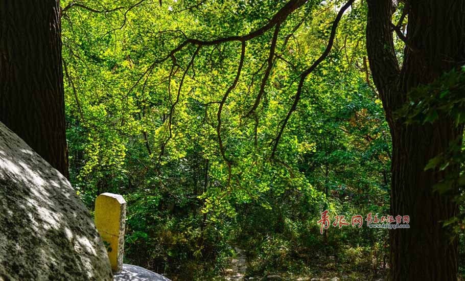 寒露過后，秋意更濃，十月巨峰，少了些霧靄，多了些明朗。登臨頂峰，放目遠(yuǎn)眺，但見群峰挺拔、遠(yuǎn)處山海一色，萬頃秋波瀑瀉千里。在青島，賞景當(dāng)數(shù)巨峰游覽區(qū)，登上嶗山最高峰巨峰，駐足遠(yuǎn)望，波光瀲滟，宛若置身于紅橙黃綠紫構(gòu)成的五彩畫卷中，盡情享受著大自然賜予的美麗，當(dāng)下的嶗山巨峰游覽區(qū)氣候宜人，正是登山休閑養(yǎng)生的好時(shí)節(jié)。攝影 紀(jì)春章  通訊員 祁于佩