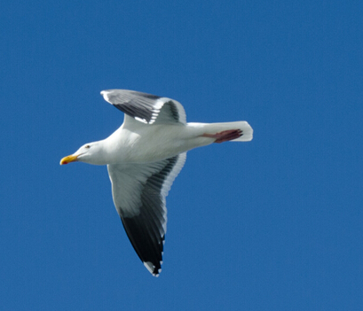 候鳥群集時：盤點(diǎn)秋冬十大觀鳥圣地